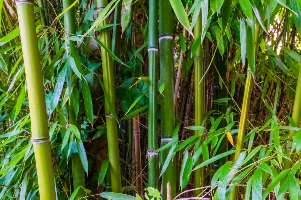 Bamboo Trimming in Stamford