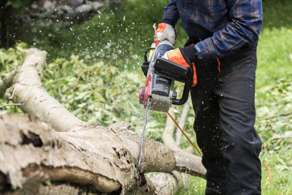 Branch Removal Service in Stamford