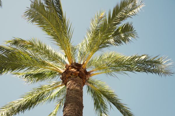 Palm Tree Pruning in Stamford