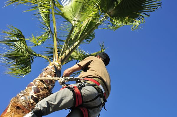 Palm Tree Trimming in Stamford