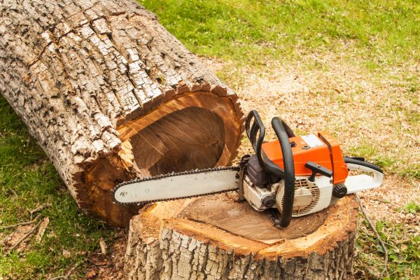 Tree Cutting Service in Stamford