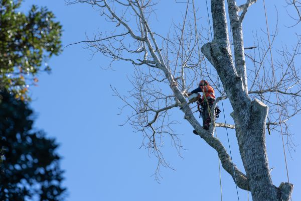 Tree Topping Service in Stamford