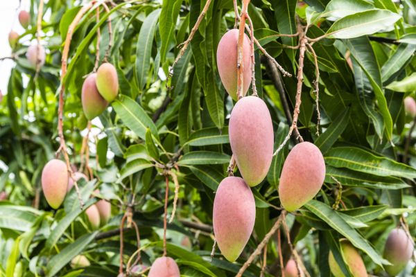 Mango Tree Trimming in Stamford