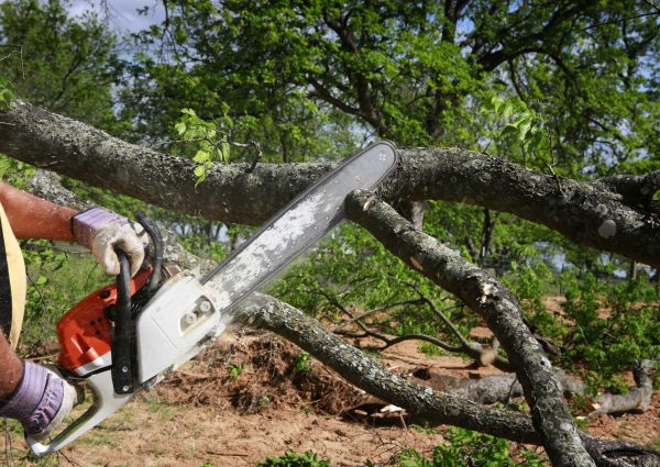 Tree Branch Cutting in Stamford