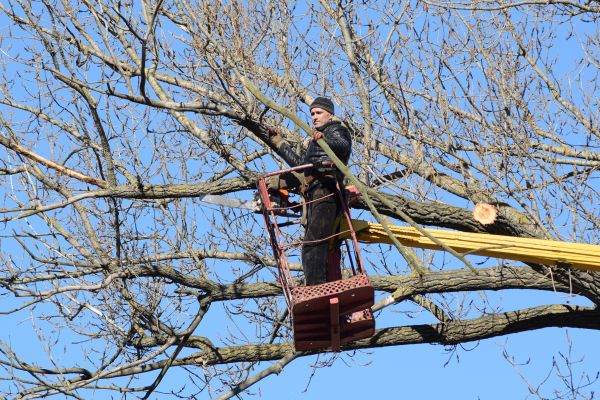 Emergency Tree Trimming in Stamford