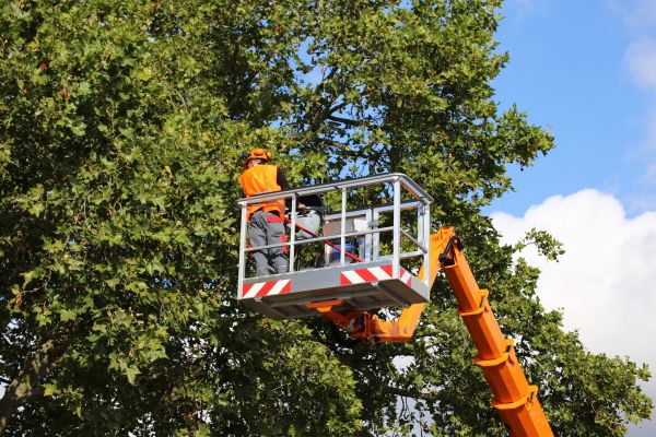 Commercial Tree Service in Stamford