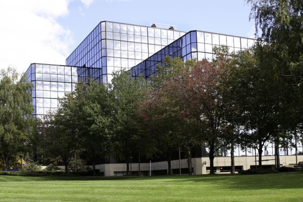 Commercial Tree Trimming in Stamford