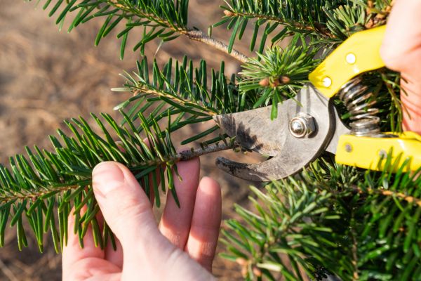 Pine Tree Pruning in Stamford
