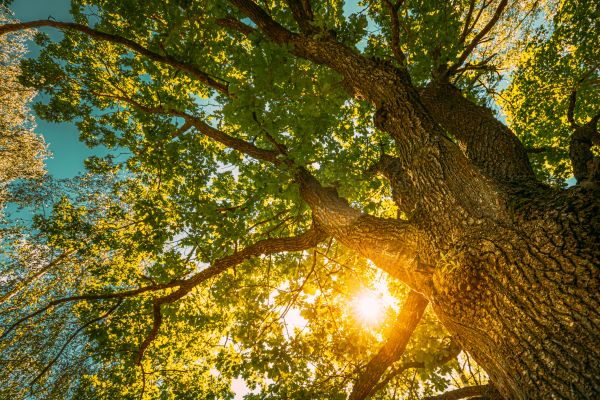 Oak Tree Pruning in Stamford
