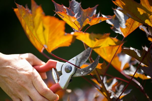 Maple Tree Pruning in Stamford