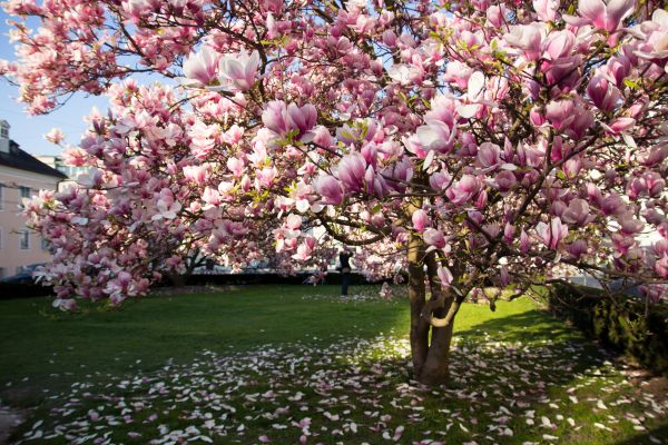 Magnolia Tree Pruning in Stamford