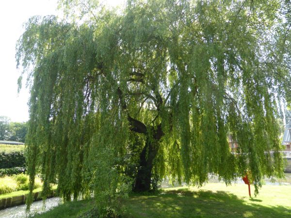 Willow Tree Trimming in Stamford