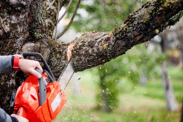 Tree Limbs Removal in Stamford