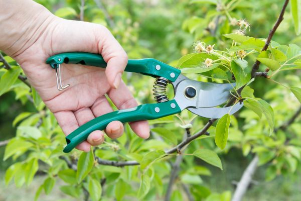 Pear Tree Pruning in Stamford