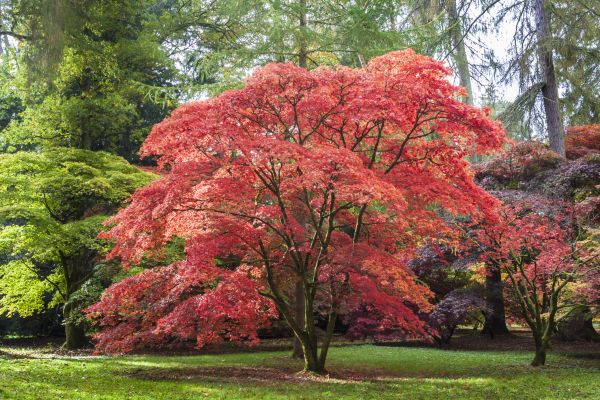 Japanese Maple Pruning in Stamford