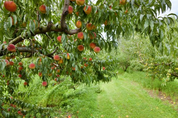 Peach Tree Pruning in Stamford
