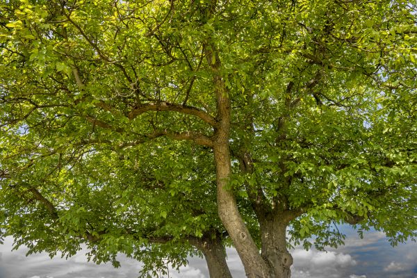 Walnut Tree Trimming in Stamford