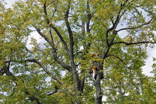 Tree Crown Shaping in Stamford