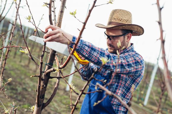 Orchard Tree Pruning in Stamford