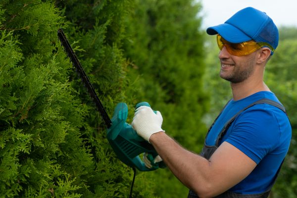 Tree Shaping Service in Stamford