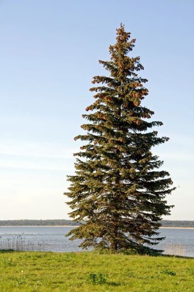 Spruce Tree Pruning in Stamford