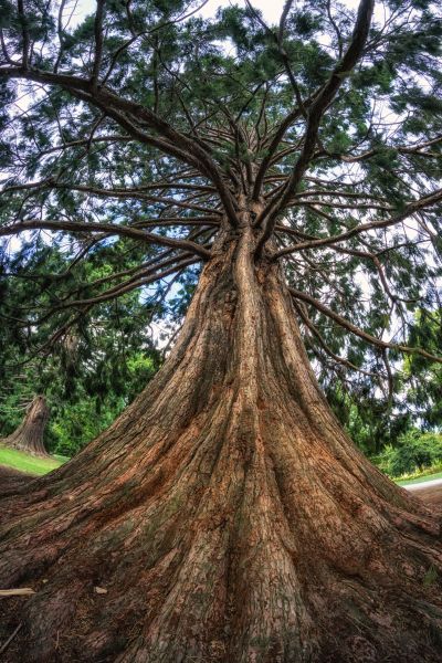 Cedar Tree Pruning in Stamford