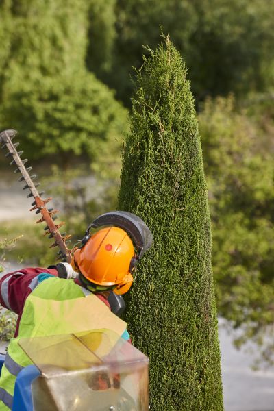 Cypress Tree Trimming in Stamford