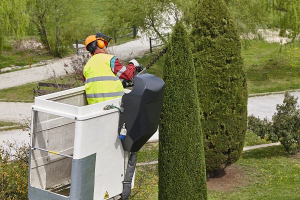 Cypress Tree Pruning in Stamford