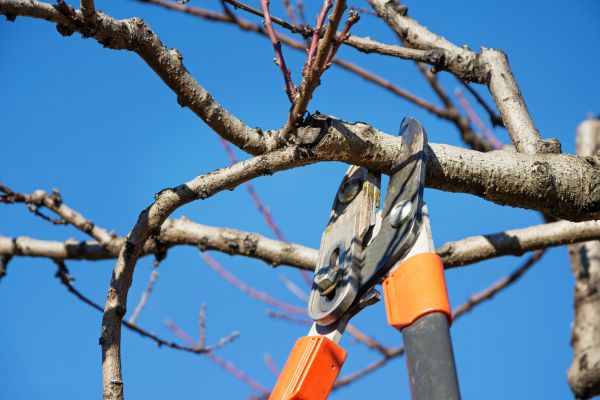 Peach Tree Trimming in Stamford