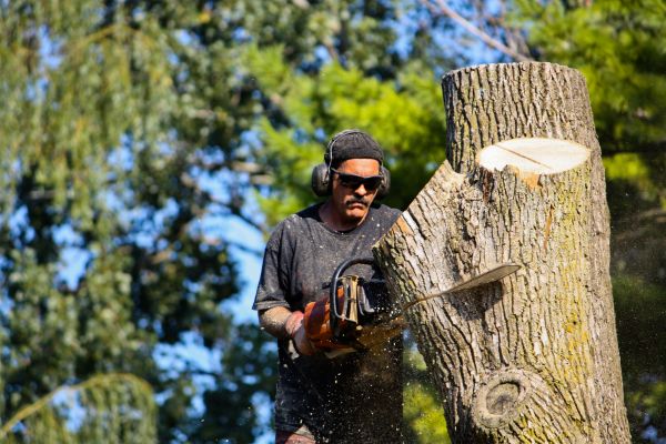 Ash Tree Pruning in Stamford