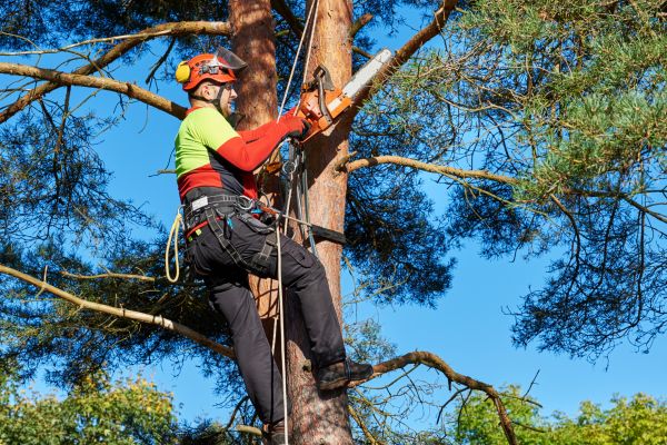 Canopy Pruning in Stamford