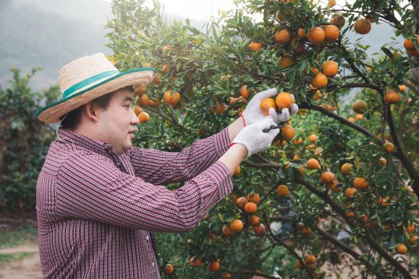 Orange Tree Pruning in Stamford