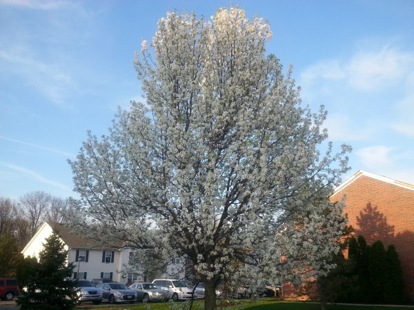 Bradford Pear Tree Pruning in Stamford