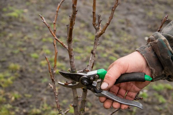 Pear Trees Pruning in Stamford