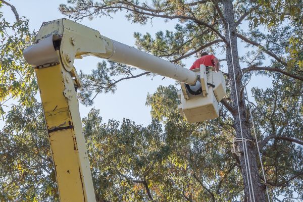 Limbs Trimming in Stamford