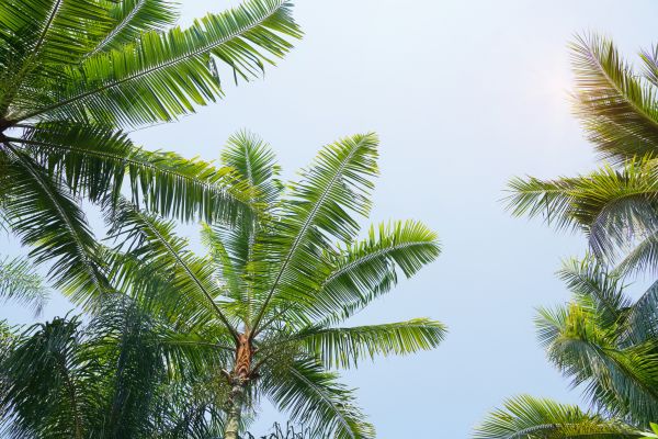Queen Palm Tree Trimming in Stamford