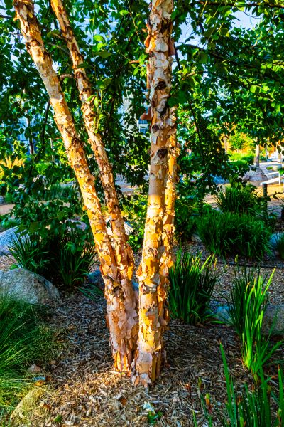 River Birch Trimming in Stamford