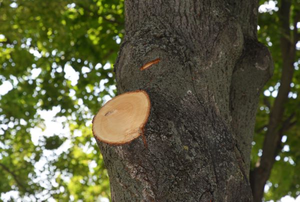 Limb Cutting in Stamford