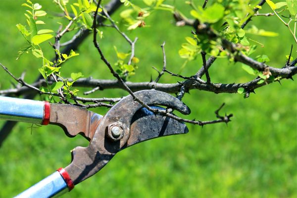 Branches Pruning in Stamford