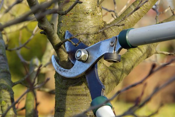 Tree Limb Trimming Service in Stamford