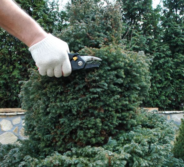 Ornamental Tree Trimming in Stamford