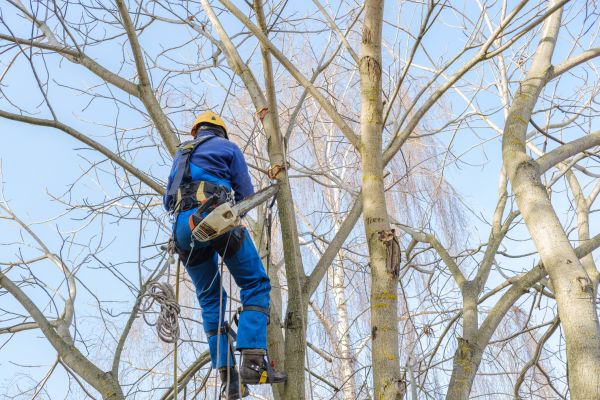 Large Tree Trimming in Stamford