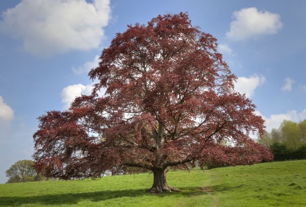 Beech Tree Pruning in Stamford