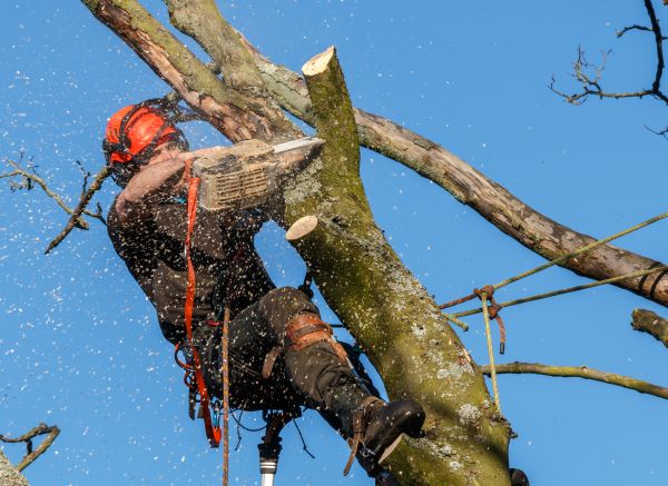 Tree Trimming Service in Stamford