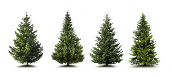 Cost of Pine Tree Trimming in Stamford