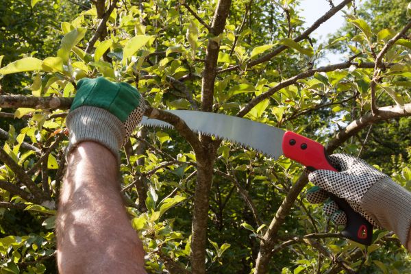 Apple Tree Trimming in Stamford