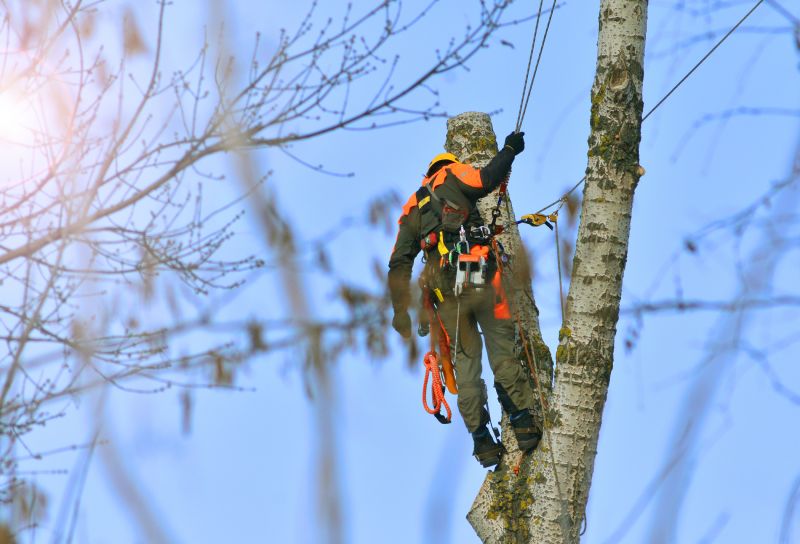 Commercial Tree Service