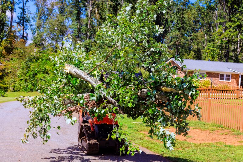 Commercial Tree Service