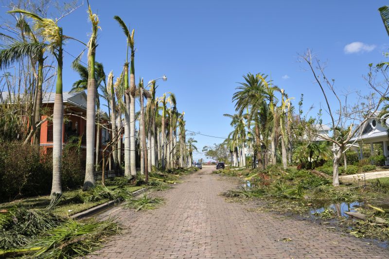 Fallen Tree Blocking Driveway