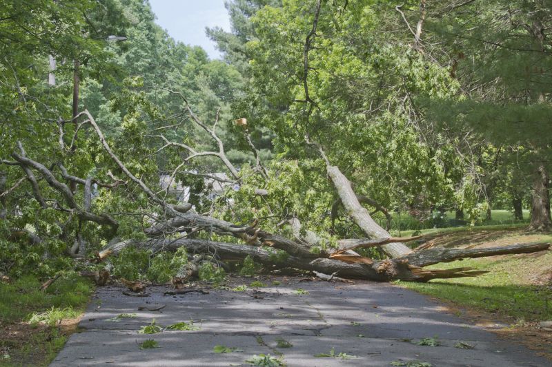 Storm Damage Tree Debris